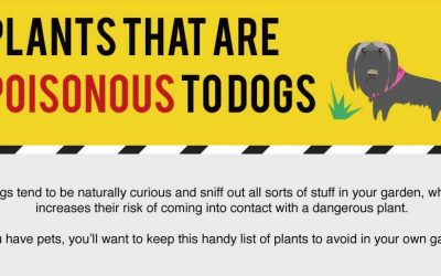Plants That Are Poisonous to Dogs