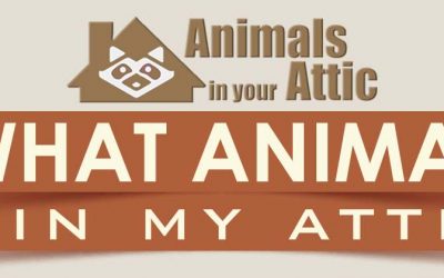 What Animal Is In My Attic?