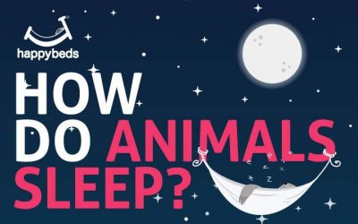 How Do Animals Sleep?