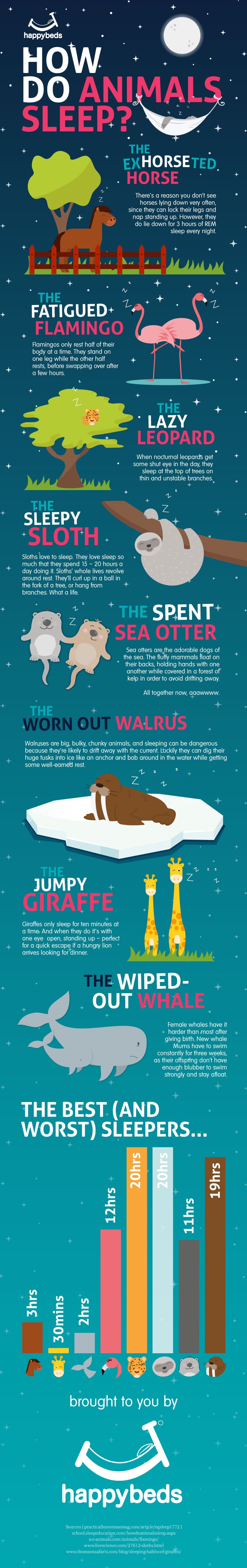 How Do Animals Sleep?