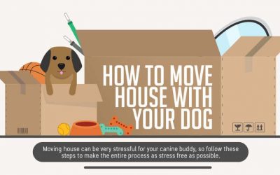 How To Move With Your Dog