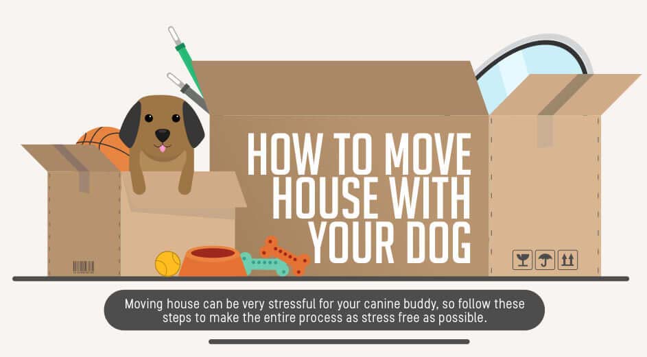 How To Move With Your Dog [Infographic]