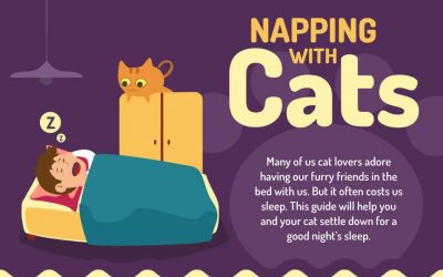 Napping With Cats