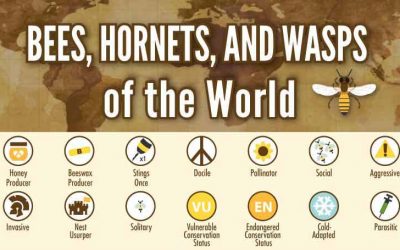 Bees, Hornets, and Wasps of the World