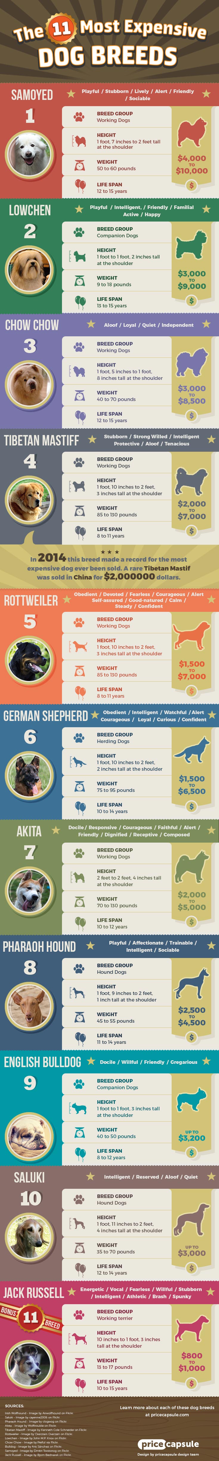 The Most Expensive Dog Breeds