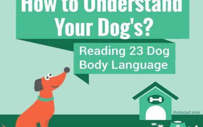 How to Understand Dog Body Language