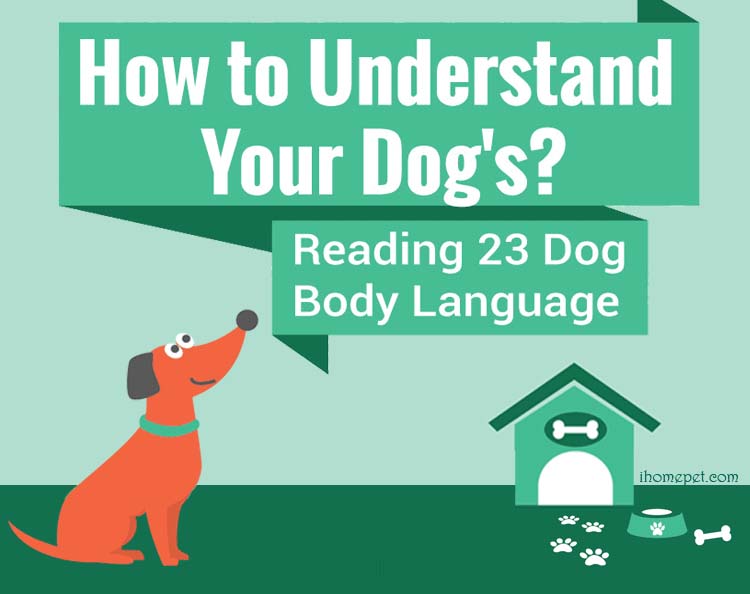 How to Understand Dog Body Language [Infographic]