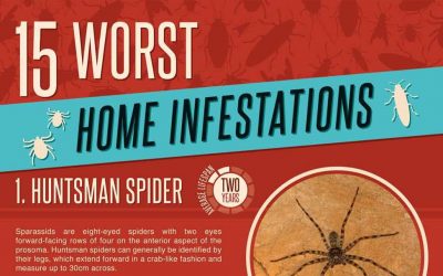 Top 15 Worst Home Infestations From Around The World