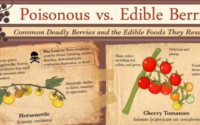 Poisonous vs Edible Berries – Deadly Berries & the Edible Foods They Resemble