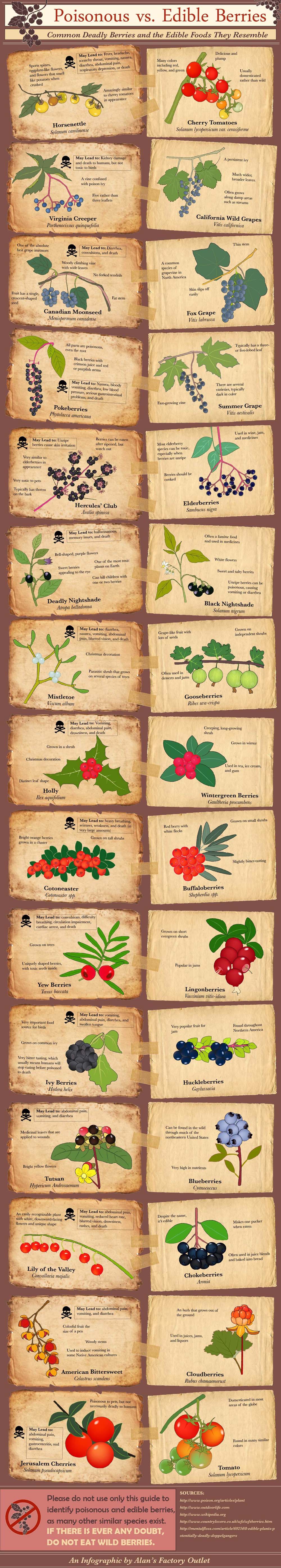 Poisonous vs Edible Berries - Deadly Berries & the Edible Foods They Resemble