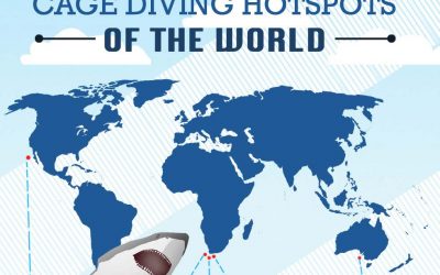 Great White Shark Hotspots of the World