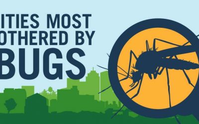 Worried About Insects in Your Yard? You’re Not Alone