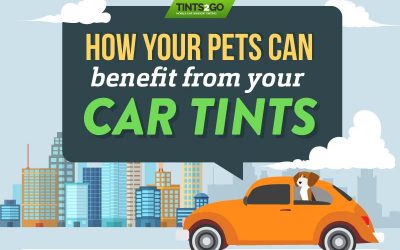 How Your Pets Can Benefit From Your Car Tints