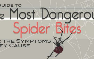 The Most Dangerous Spider Bites & Symptoms They Cause