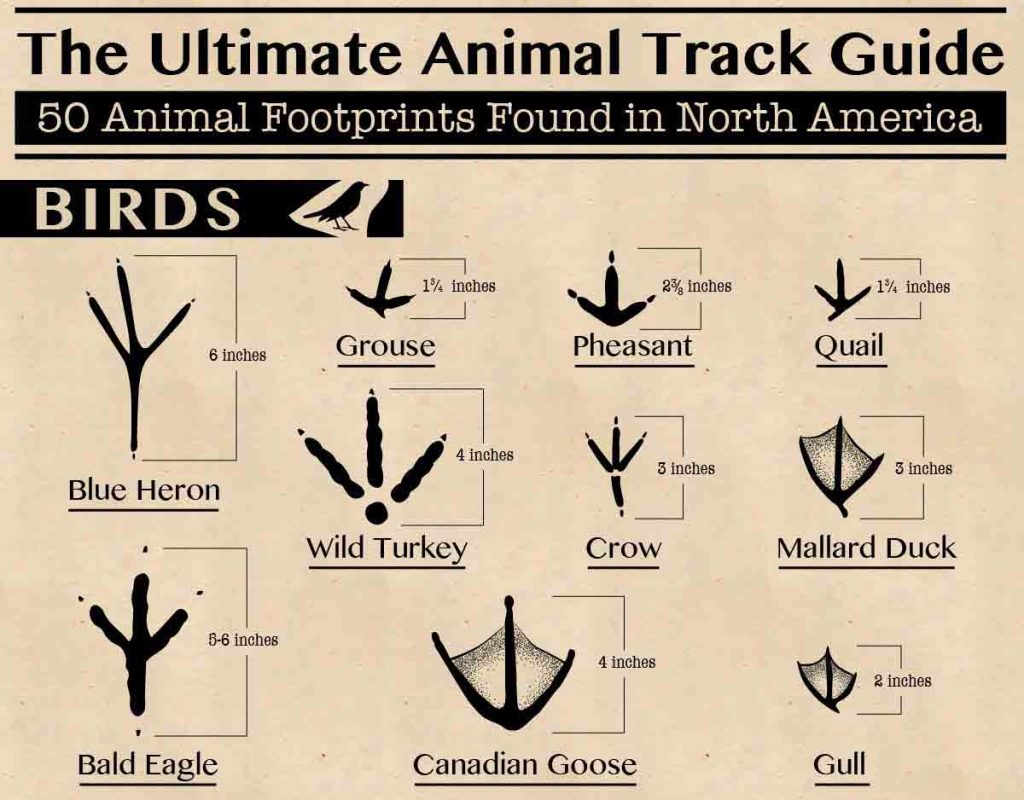 North American Animal Tracks