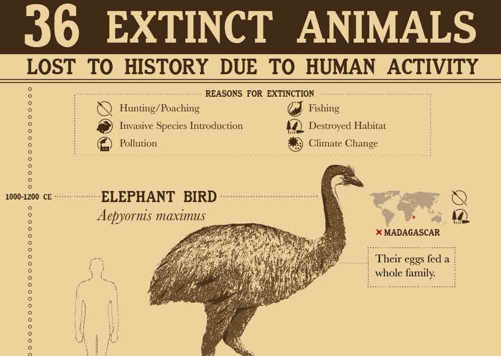 36-extinct-animals-lost-to-history-due-to-human-activity-infographic