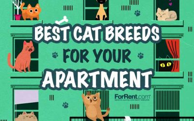 Which Cat Breed is Best for My Apartment?
