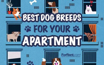 Apartment Dogs: Choosing the Best Breed