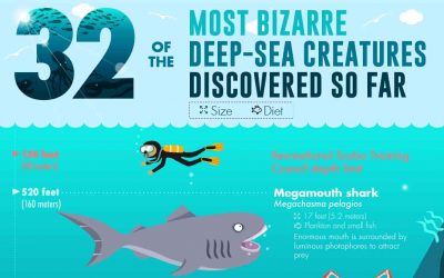 32 of the Most Bizarre Deep-Sea Creatures Discovered