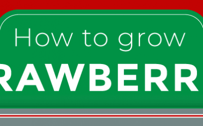 How to Grow Strawberries