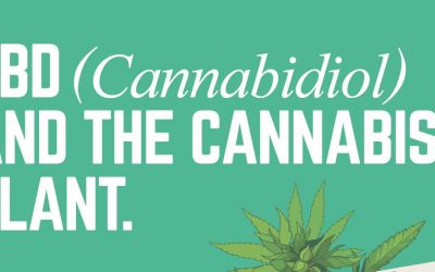 CBD and the Cannabis Plant