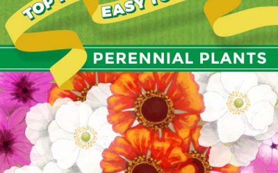 Top 10 Perennial Plants