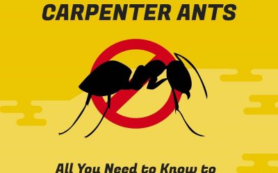 Carpenter Ants – All You Need to Know to Deal With Them