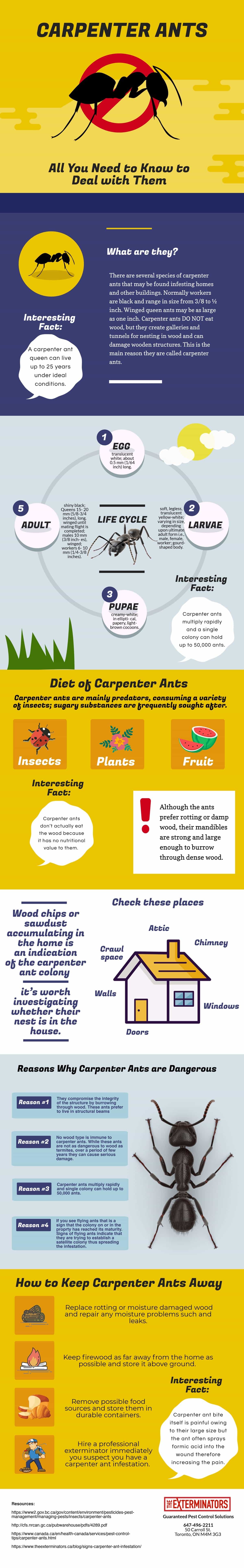 Carpenter Ants - All You Need to Know to Deal With Them