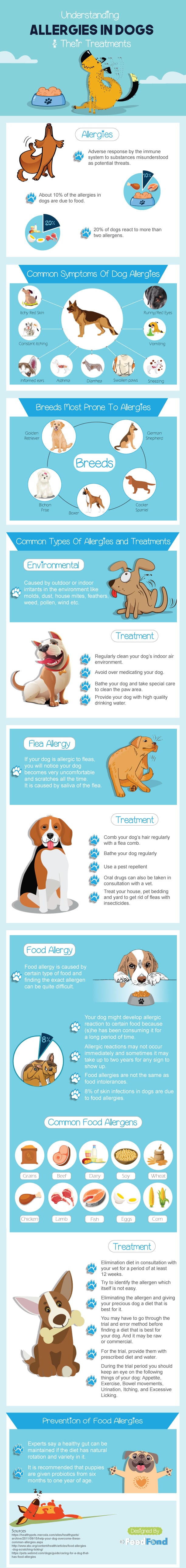 Understanding Allergies In Dogs