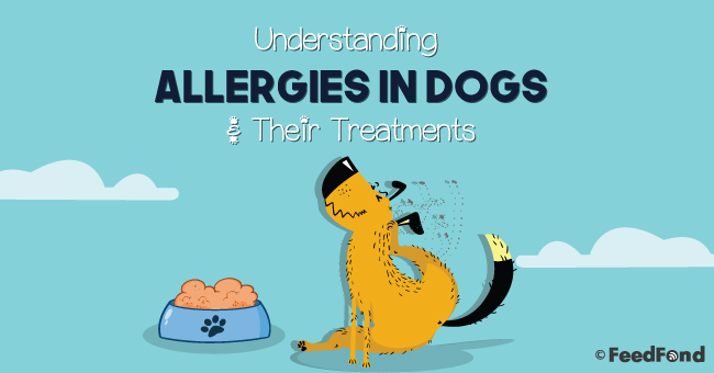 Understanding Allergies In Dogs [Infographic]