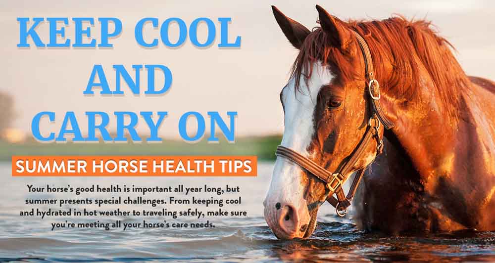 Keep Cool and Carry On Summer Horse Health Tips [Infographic]