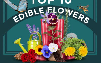 Top 10 Edible Flowers