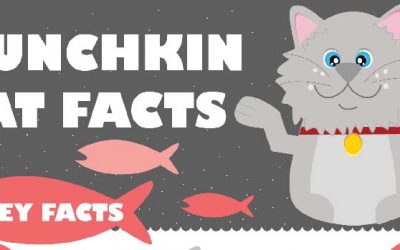 What is a Munchkin Cat?