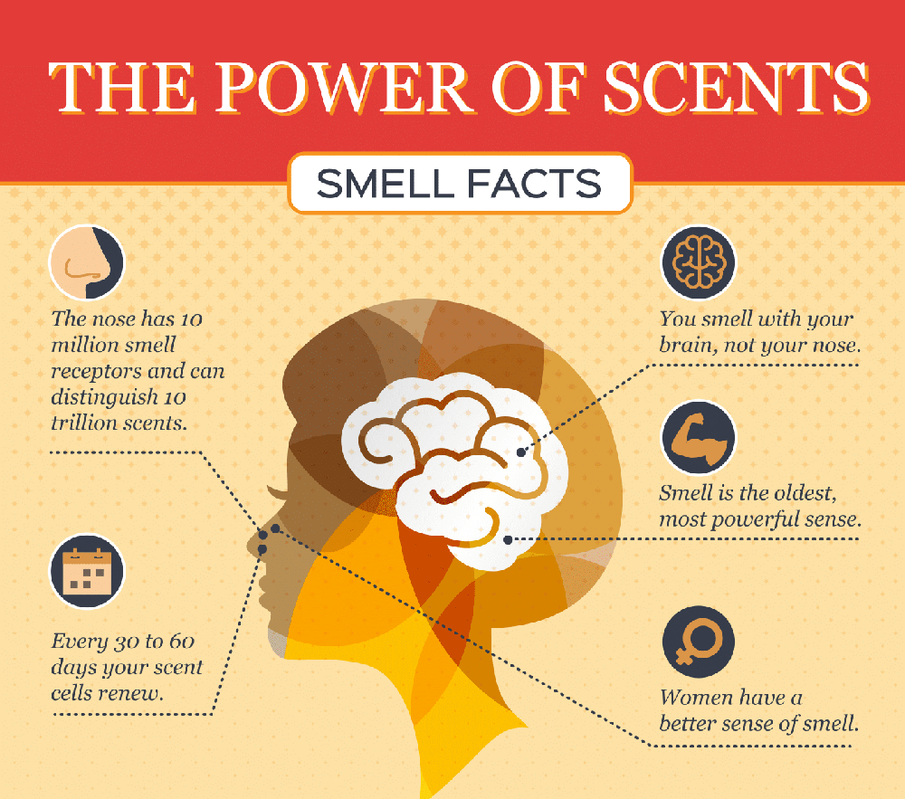 the-power-of-scent-smell-facts-infographic