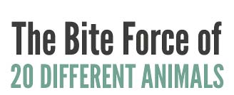 The Bite Force of 20 Different Animals