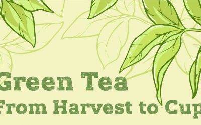 Green Tea Production Journey: From Harvest to Cup