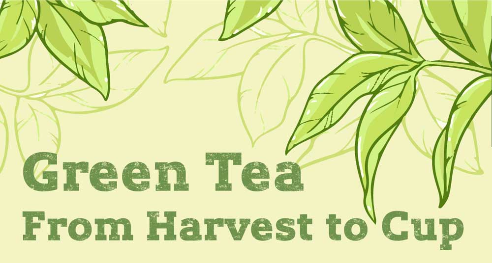 Green Tea Production Journey: From Harvest to Cup [Infographic]