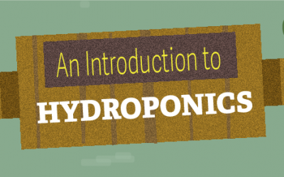 An Introduction to Hydroponics