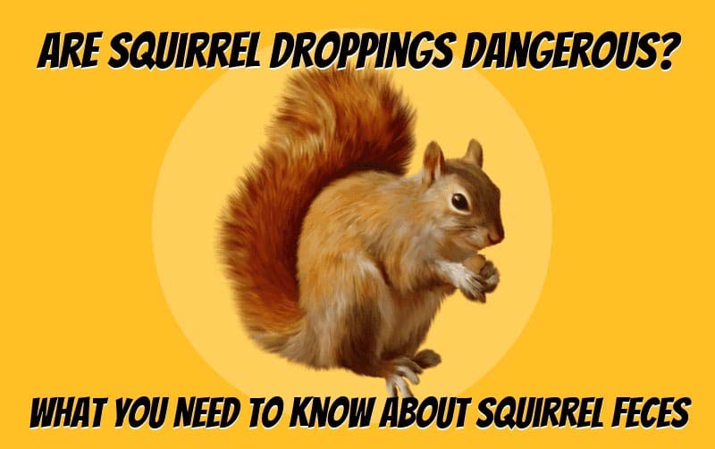 is squirrel poop bad for dogs