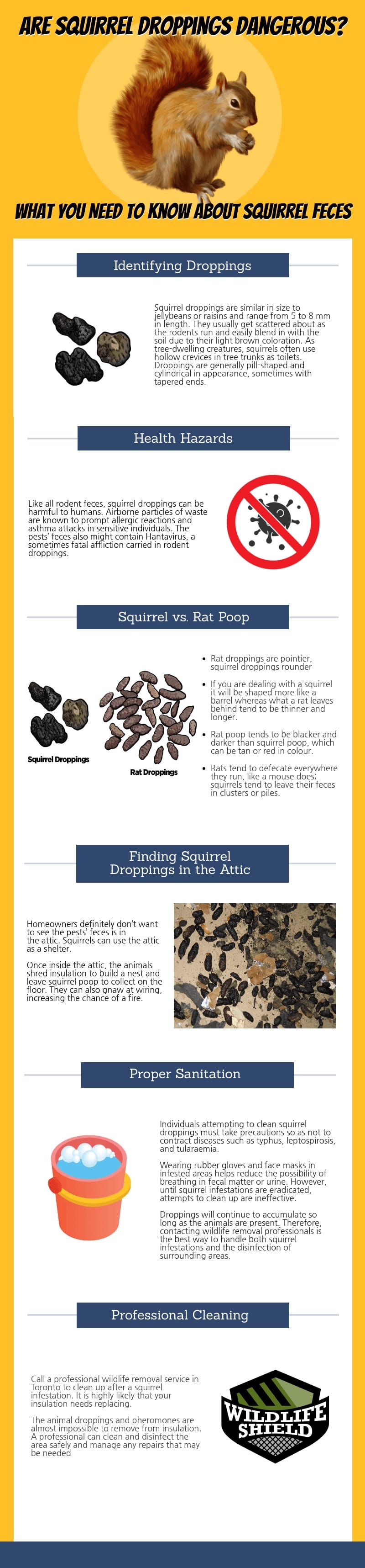 Are Squirrel Droppings Dangerous?