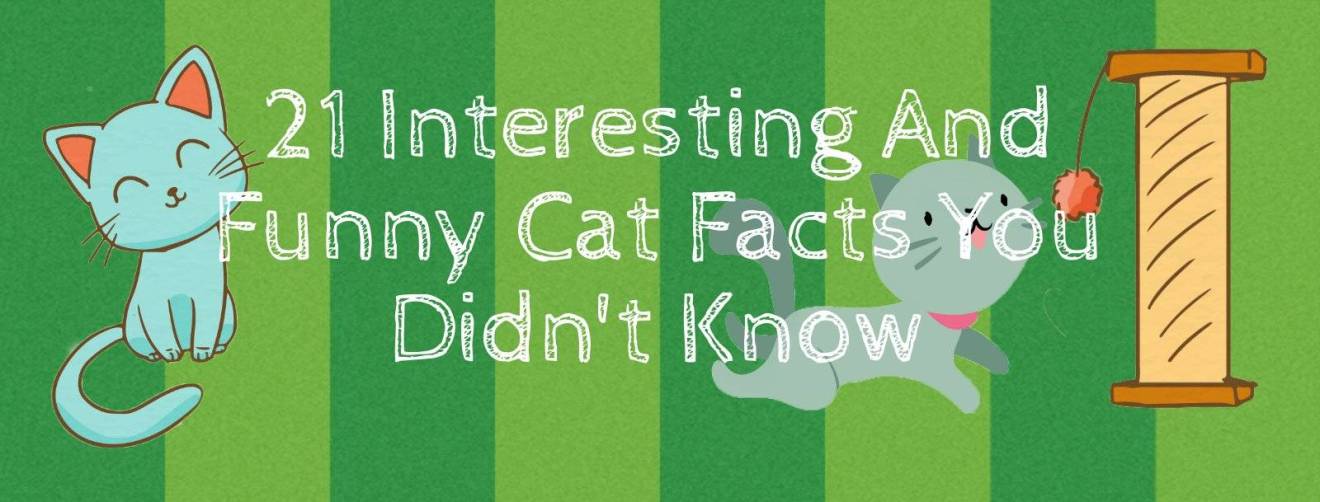 21 Interesting & Funny Cat Facts