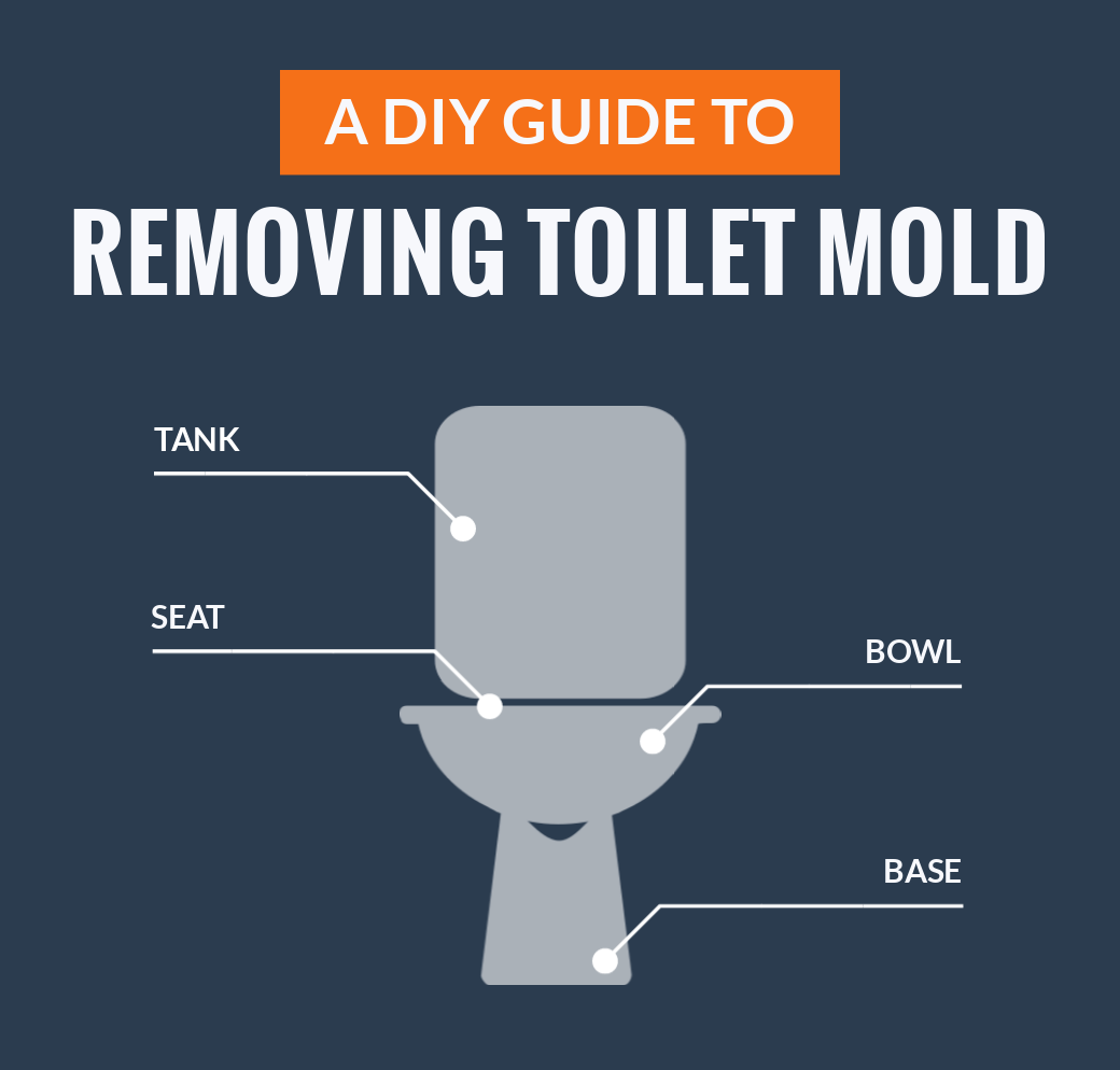 diy-guide-to-removing-toilet-mold-infographic