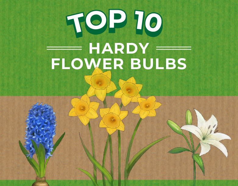 Top 10 Hardy Flower Bulbs