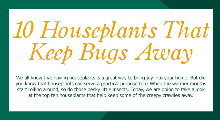 10-houseplants-that-keep-bugs-away-infographic