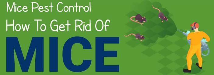 How To Get Rid of Mice?