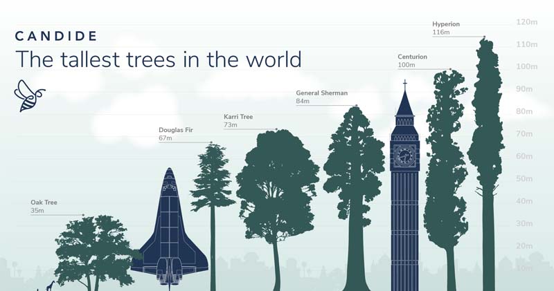 The Tallest Trees in the World