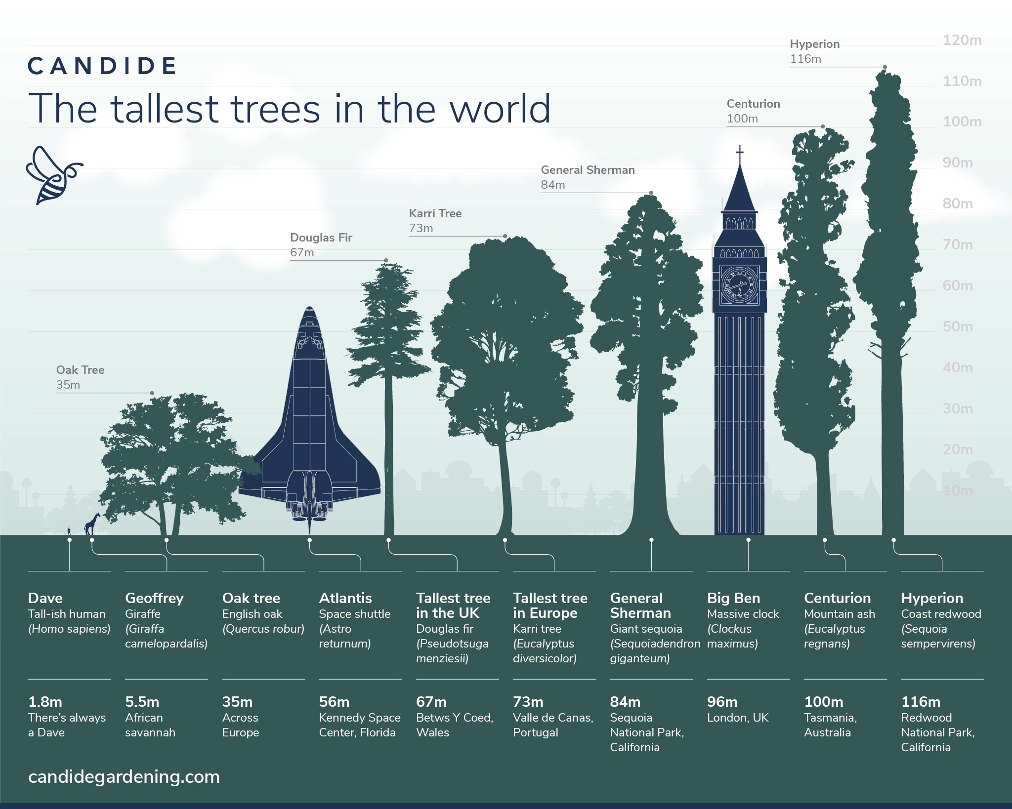 Largest And Tallest Difference