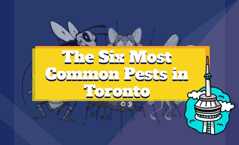 The 6 Most Common Pests in Toronto