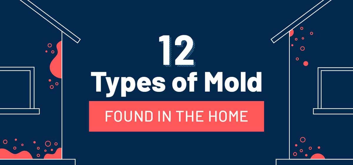 12 Common Types of Mold Hiding in the Home