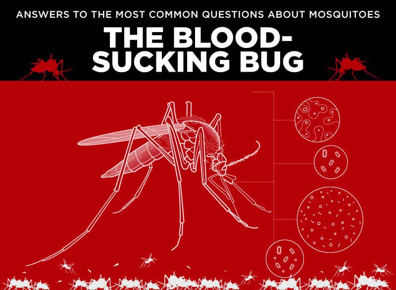 Answers to the Most Common Questions about Mosquitoes